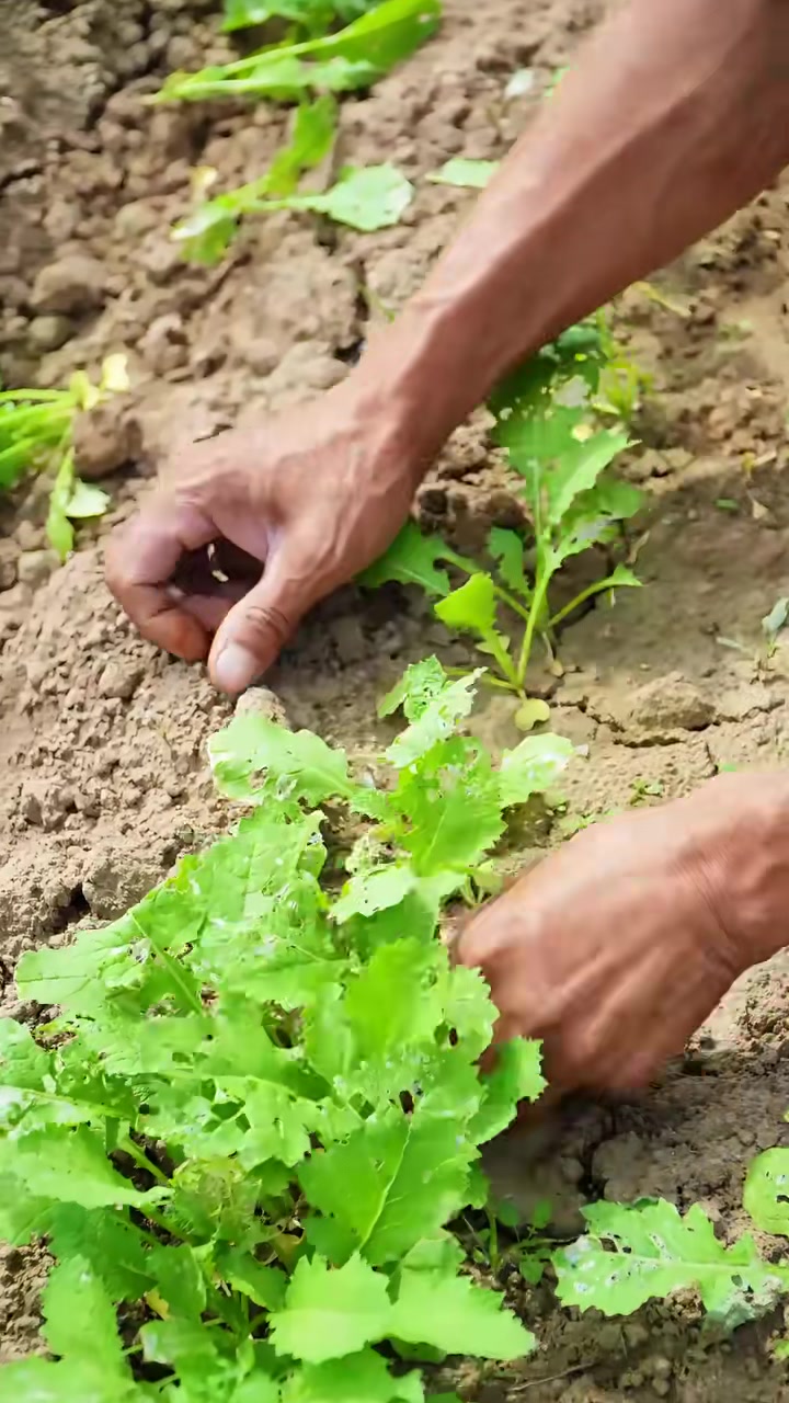 开心快乐地拔鲜嫩芥菜！