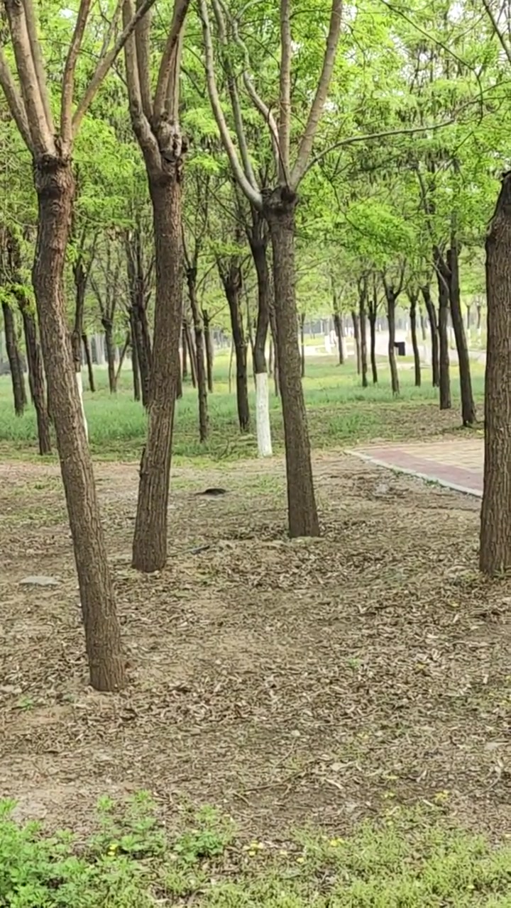 追求最自然的生态我觉得最好，野鸡学名环颈雉