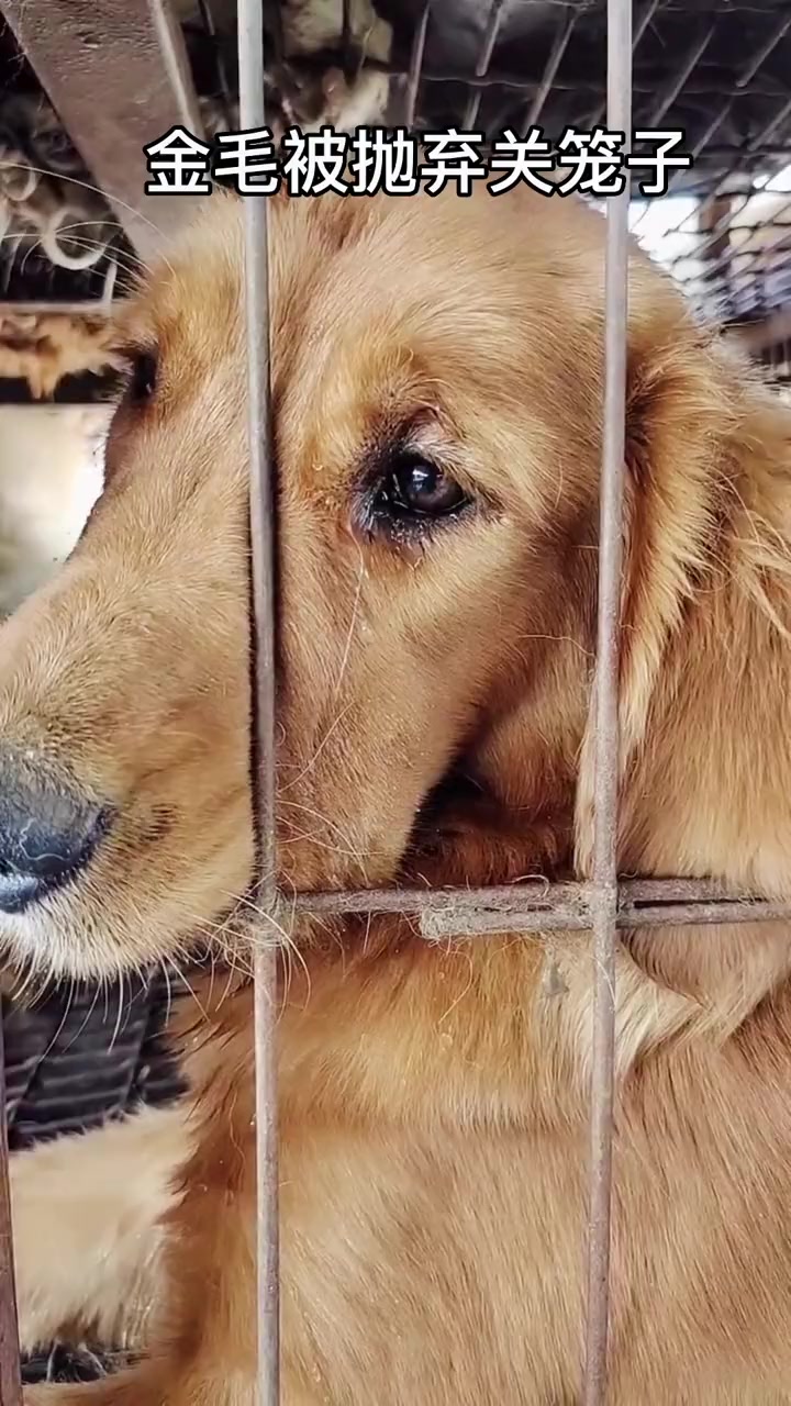 金毛被抛弃肉车，见到路人流泪满面，被救下时扑在恩人怀里紧紧抱着恩人哭泣