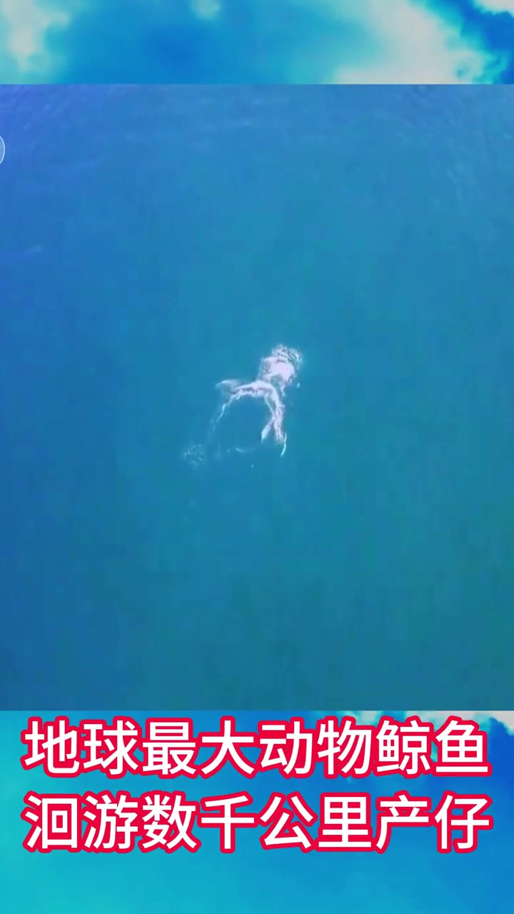 地球最大动物鲸鱼，洄游数千公里到出生地产仔