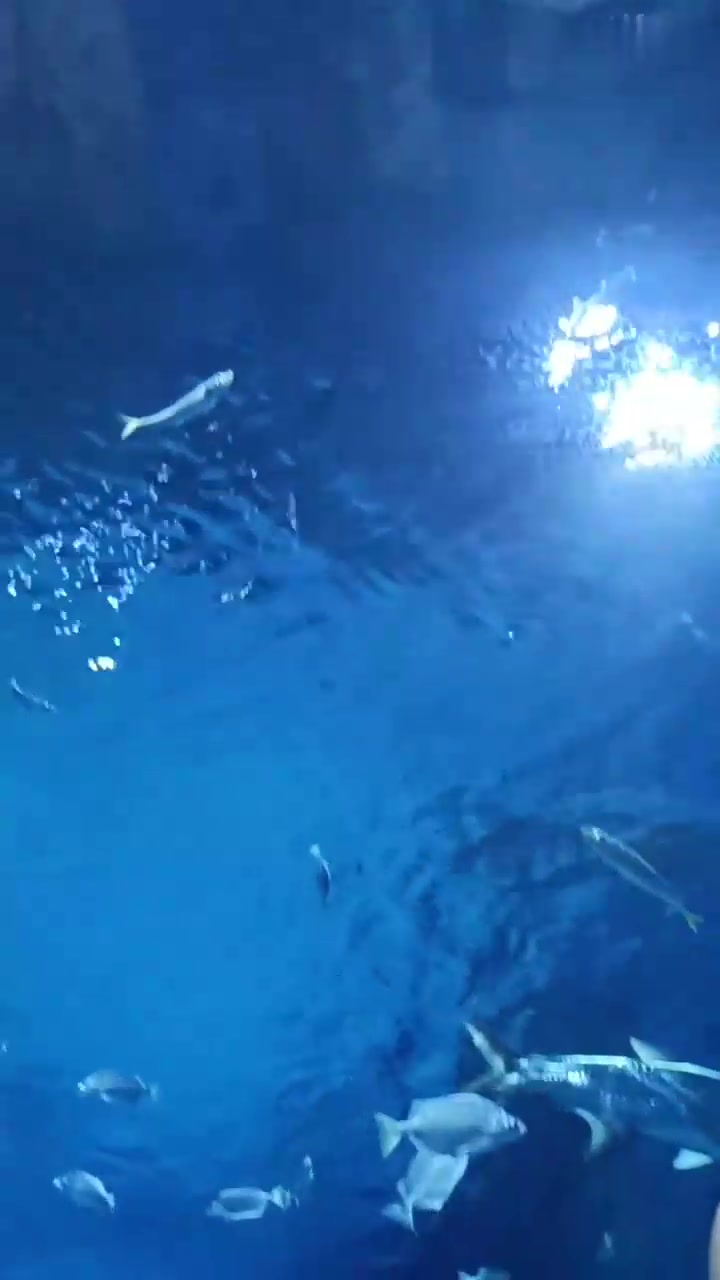 北京海洋馆淡水鱼展区，鲨鱼展区，白鲸展区