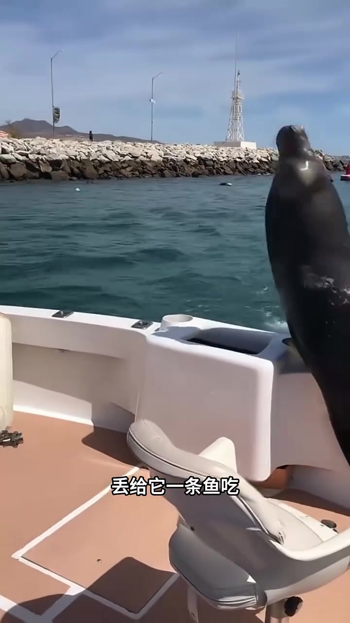 海狮之所以喜欢跳上人类的船,是因为这里不仅能躲避虎鲸追杀还可以要到鱼吃 动物世界 动物科普