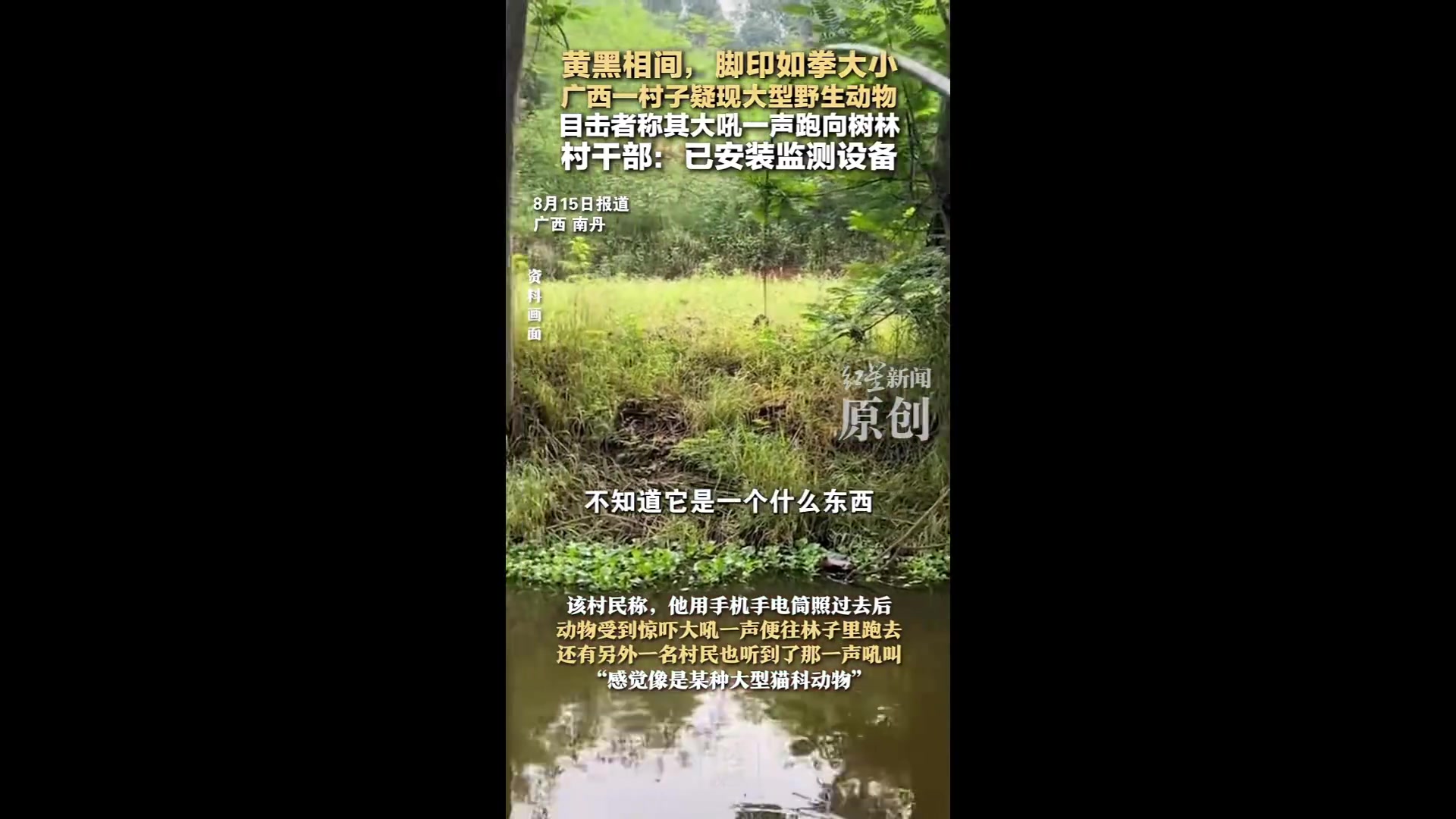 【“黄黑相间,脚印如拳大小”,广西一村子疑现大型野生动物,目击者称其大吼一声跑向树林,当地
