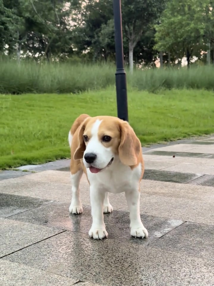 超可爱鸭头，处个cp不！