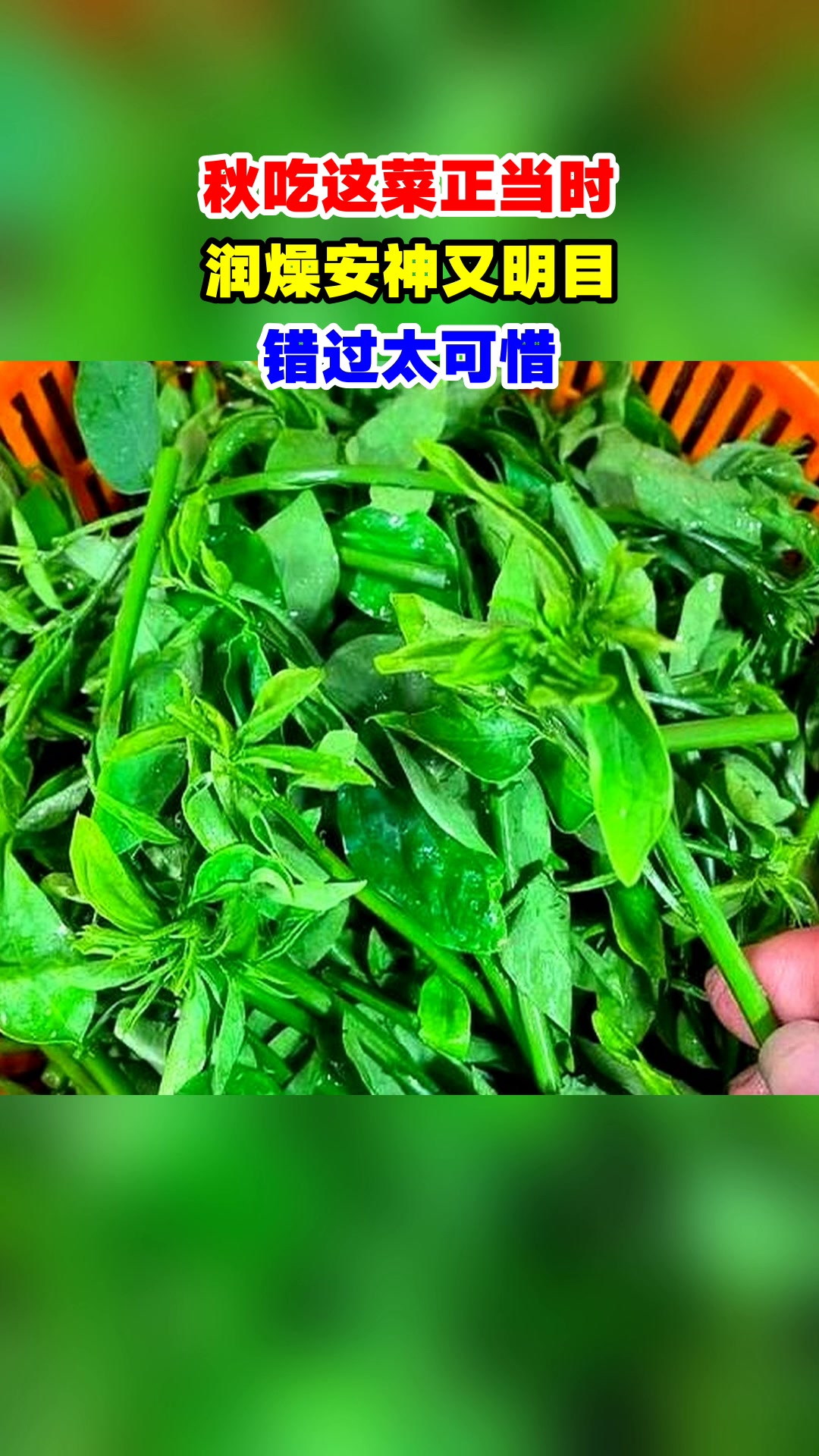 秋吃这菜正当时，润燥安神又明目，错过太可惜