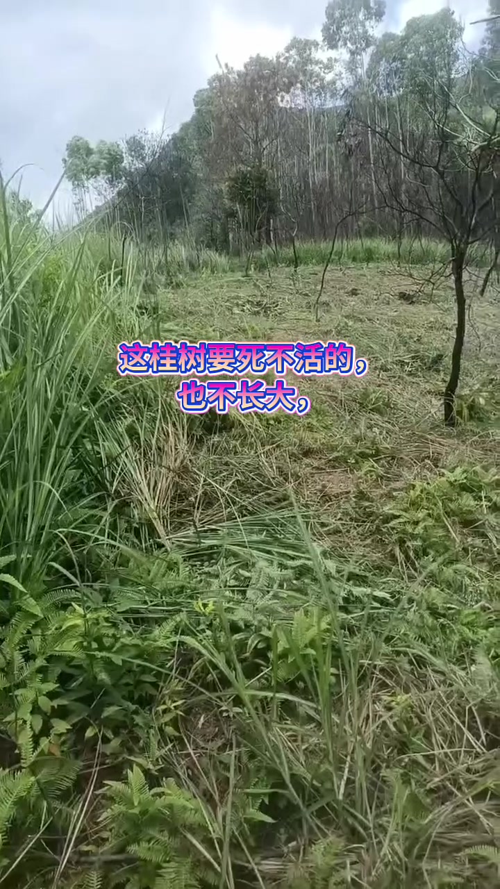 肉桂树