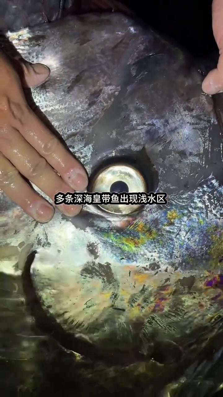 皇带鱼频繁出现浅海区可能由多种原因导致,以下是一些常见的因素:海洋生态环境变化:海水温度改