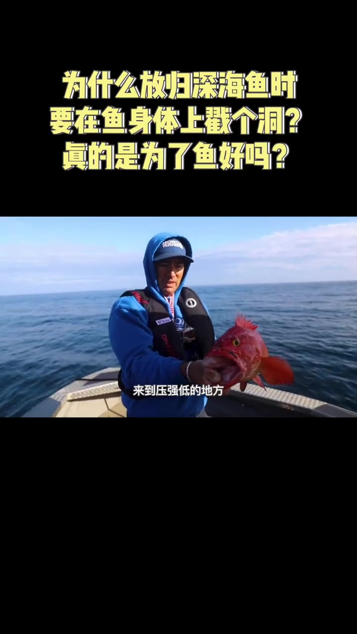 为什么放归深海鱼时，要在鱼身体上戳个洞？真的是为了鱼好吗？