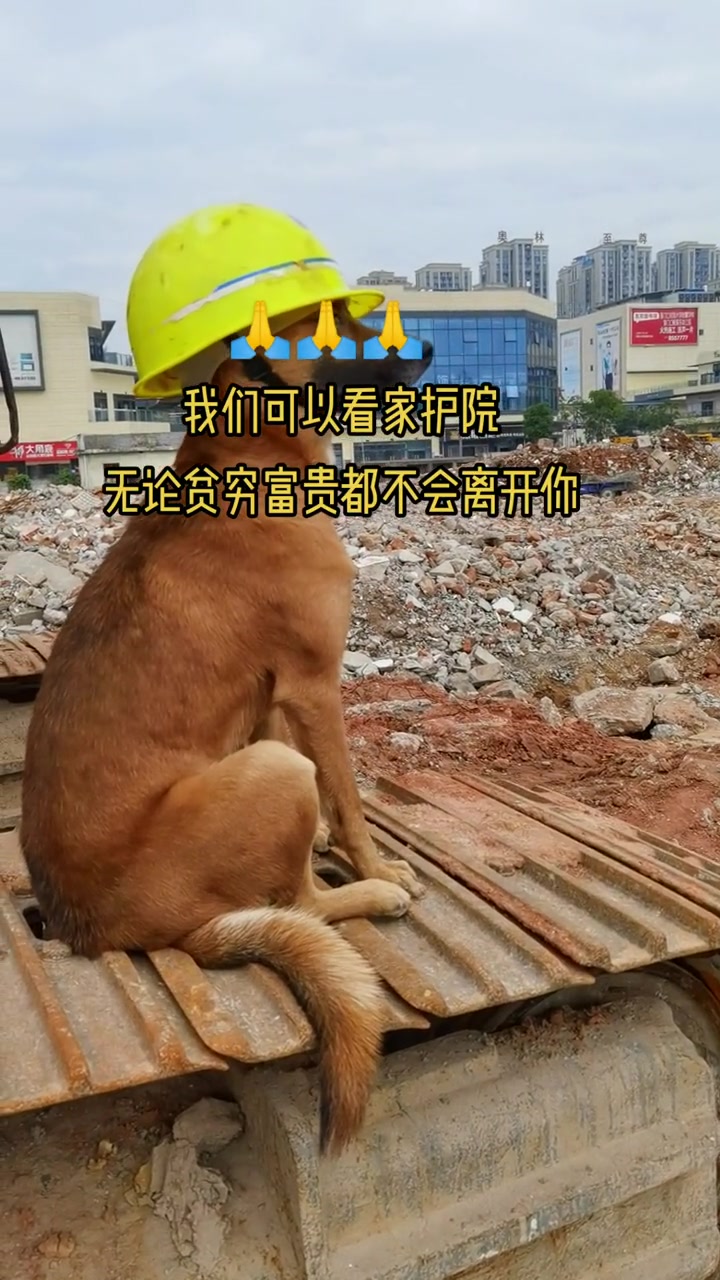 冬天到了有些人又打起了狗肉的主意，希望你们不要吃它们了，狗肉真的没有那么补……