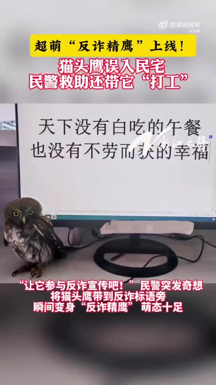 「浙江超萌反诈精鹰上线」近日,温州瓯海丽岙街道派出所接到求助,一只圆眼呆萌的猫头鹰误闯民宅