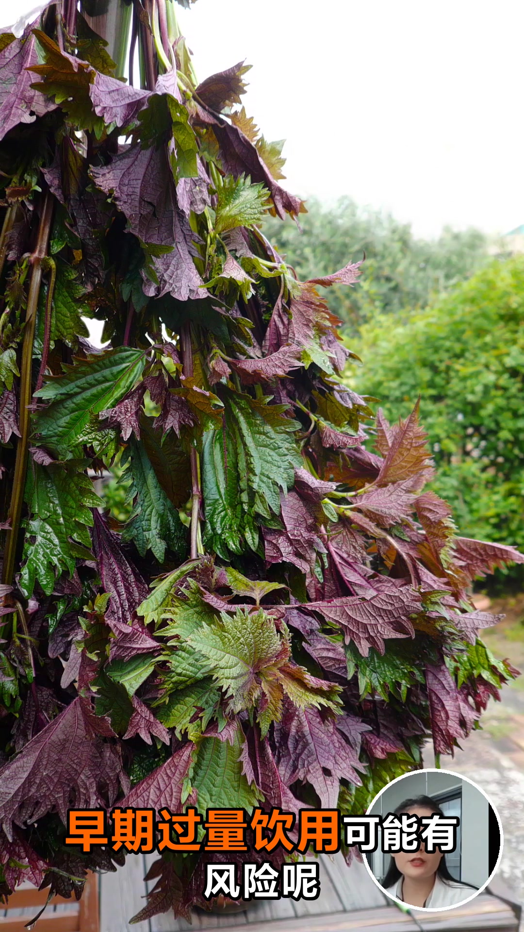 紫苏叶煮水不能乱喝这些禁忌要知道