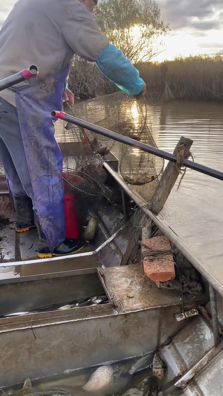 野生鲶鱼鲫鱼狗鱼，鱼满仓了