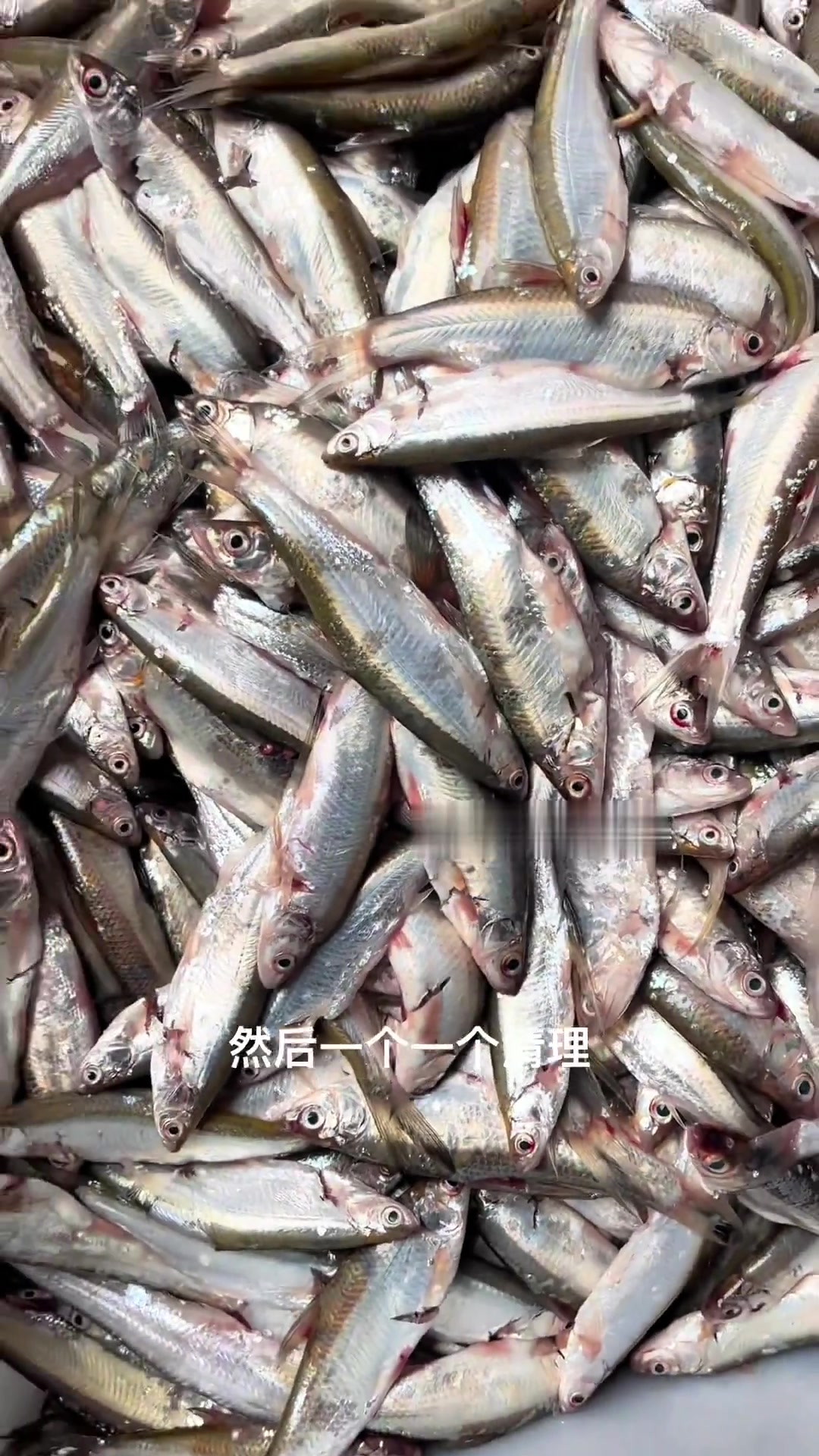 在你们家乡，这种鱼叫什么名字？