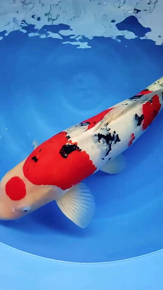 阪井大正，公鱼一尾，绯墨穿插的特别灵动，体型棒棒硬，尺寸70cm左右，特别难得的一条鱼，缸