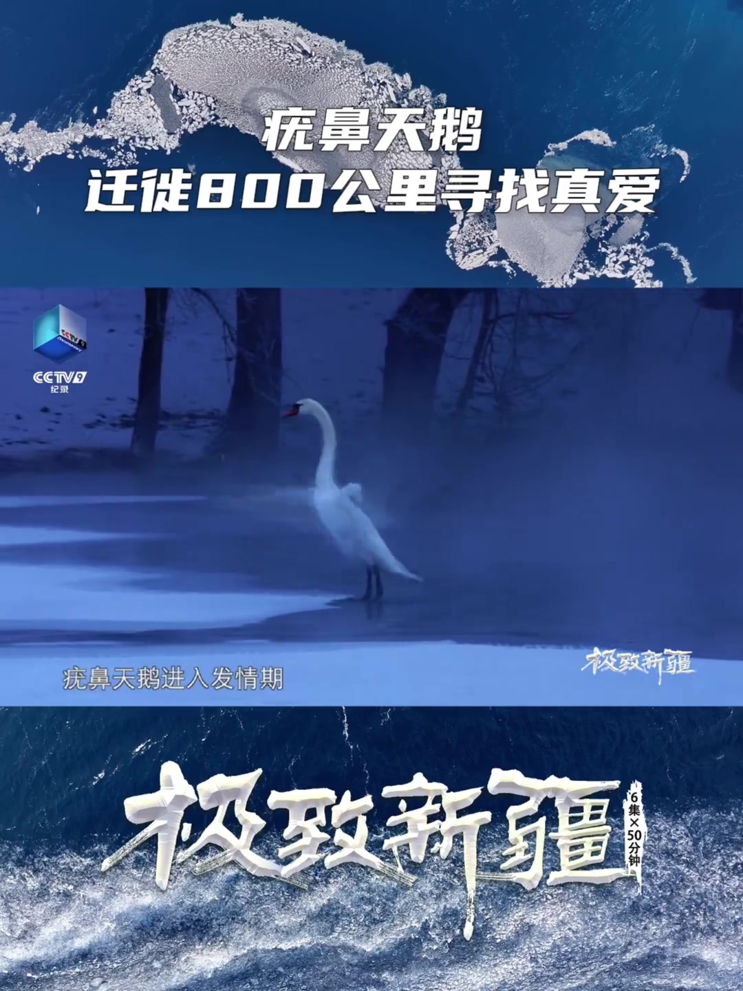 央视大型自然人文类纪录片《极致新疆》第一集“何止青绿”，讲述疣鼻天鹅迁徙800公里寻找真爱