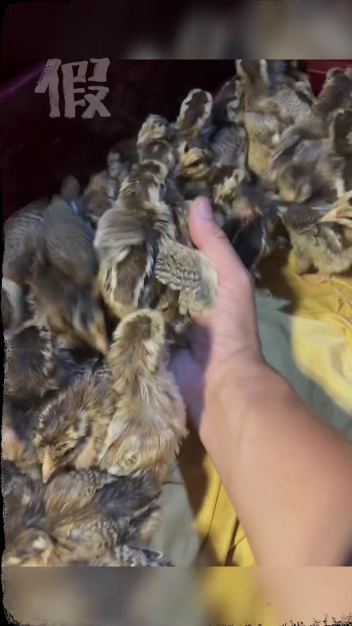 好可爱的鸡宝宝