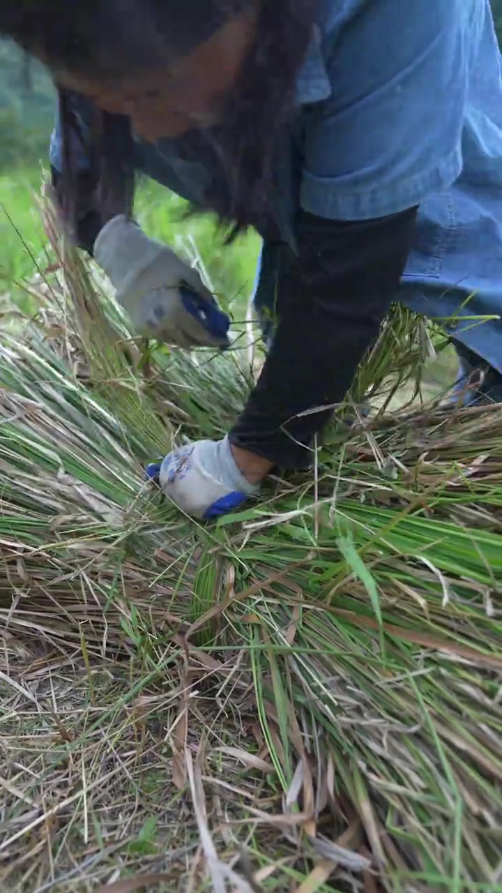 99年女生养殖创业，自己一个人从一片荒地到一个小型养鸡场的全过程