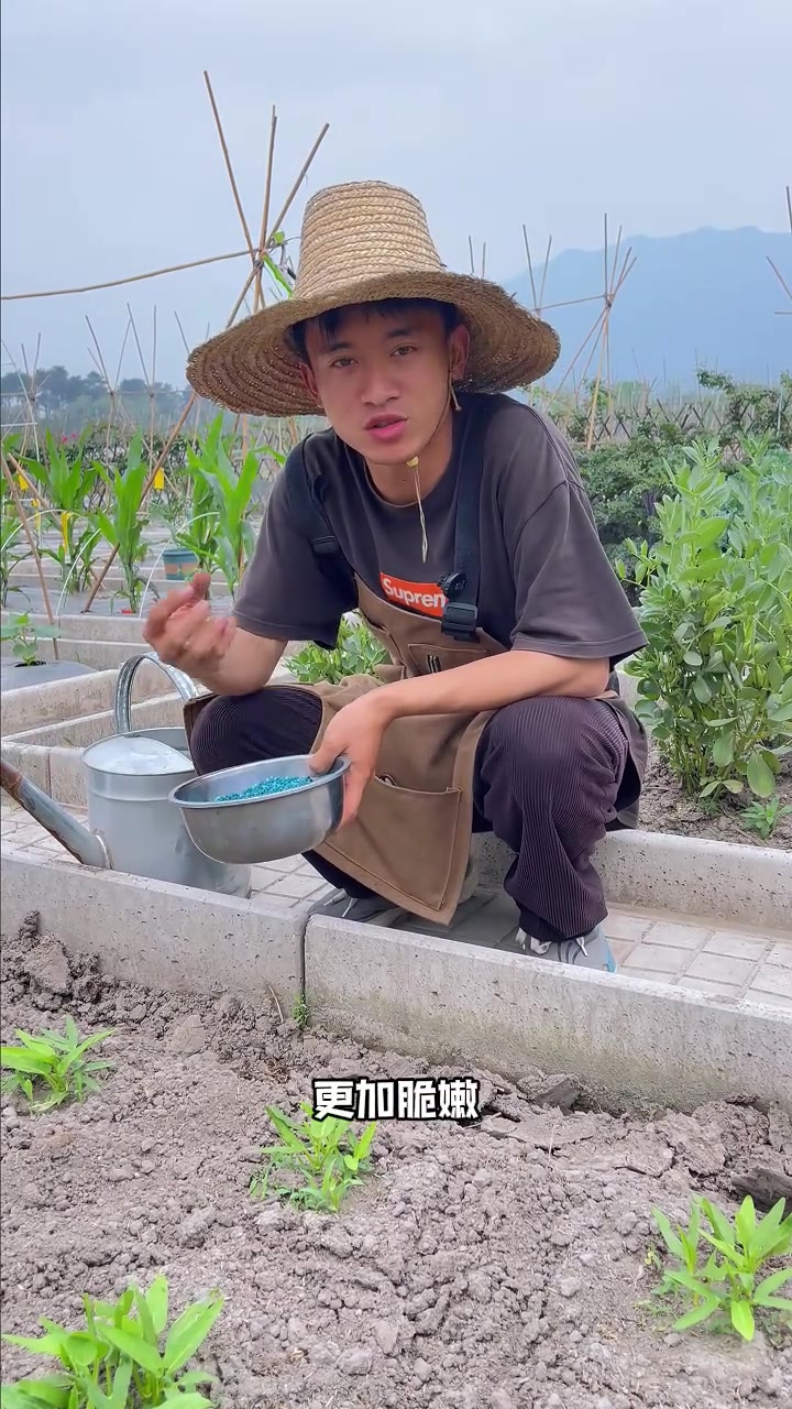空心菜苗期如何管理和追肥？