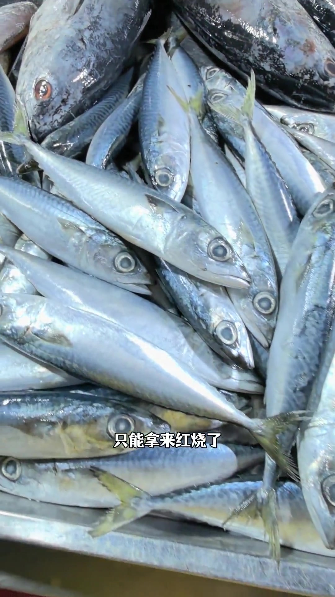 三亚海鲜市场摸鱼图鉴