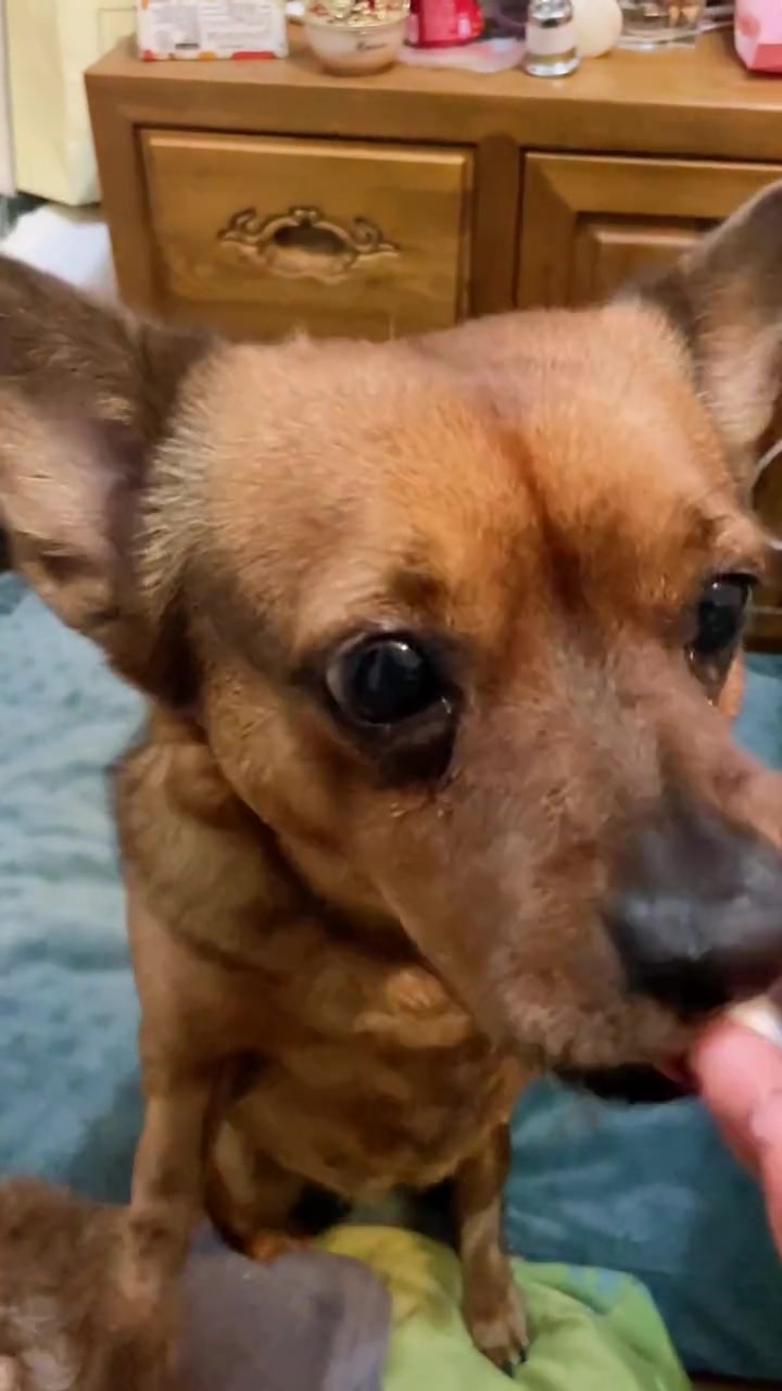 琪琪今晚吃的是大白菜