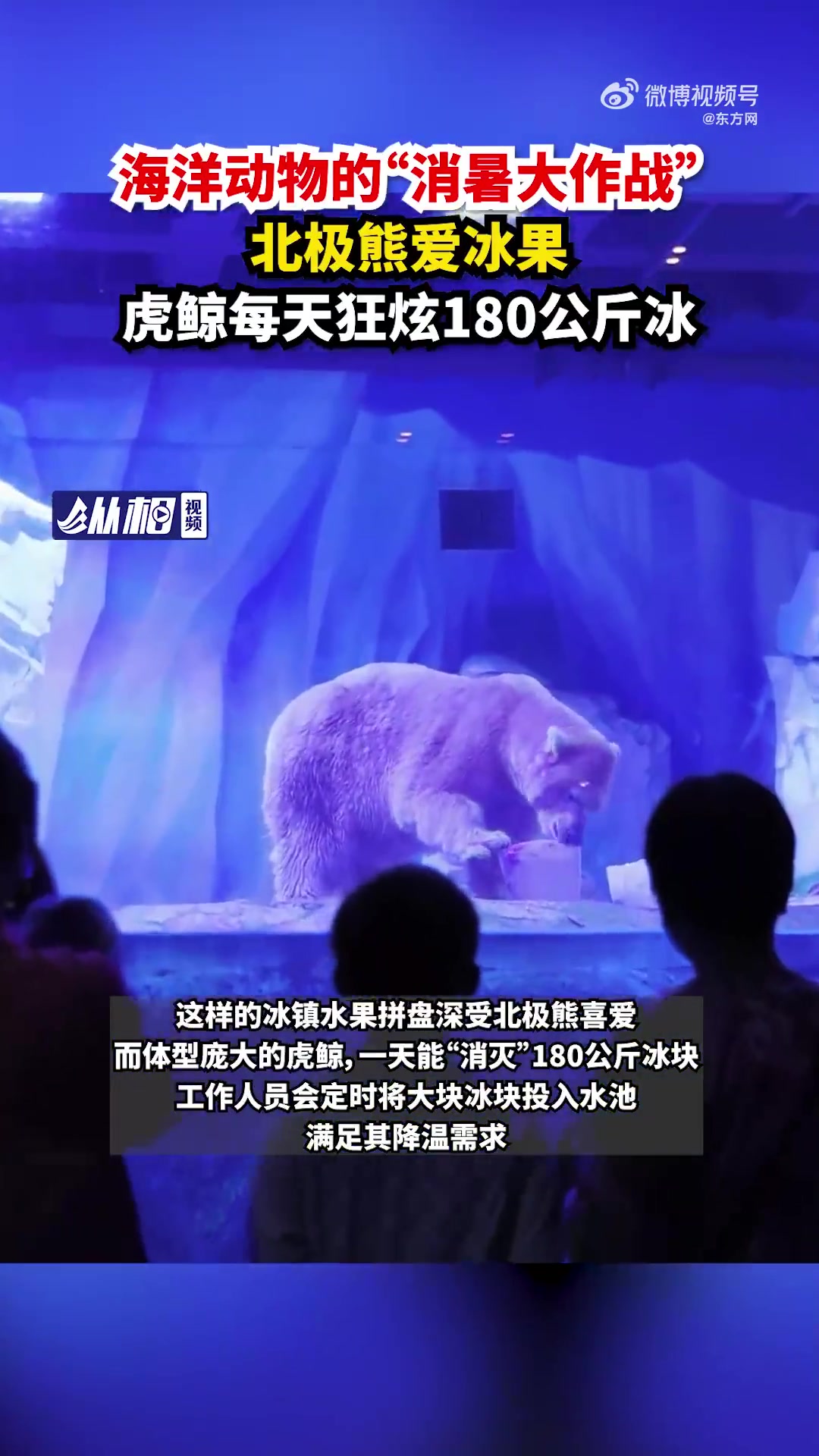 「海洋动物的“消暑大作战”!上海出伏虎鲸一天吃180公斤冰」盛夏高温持续炙烤,多地气温突破