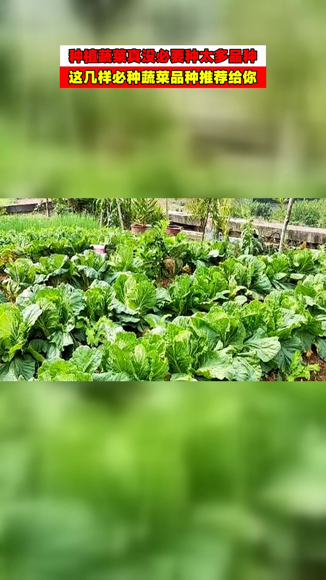 种植蔬菜真没必要种太多品种,这几样必种蔬菜品种推荐给你