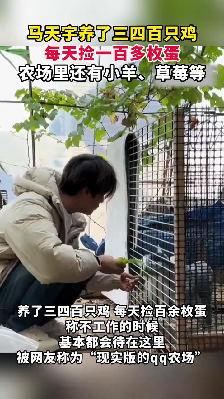 男星马天宇在北京郊区的农场里养了三四百只鸡,每天剪一百多枚蛋,农场里还有草莓、茄子等水果蔬