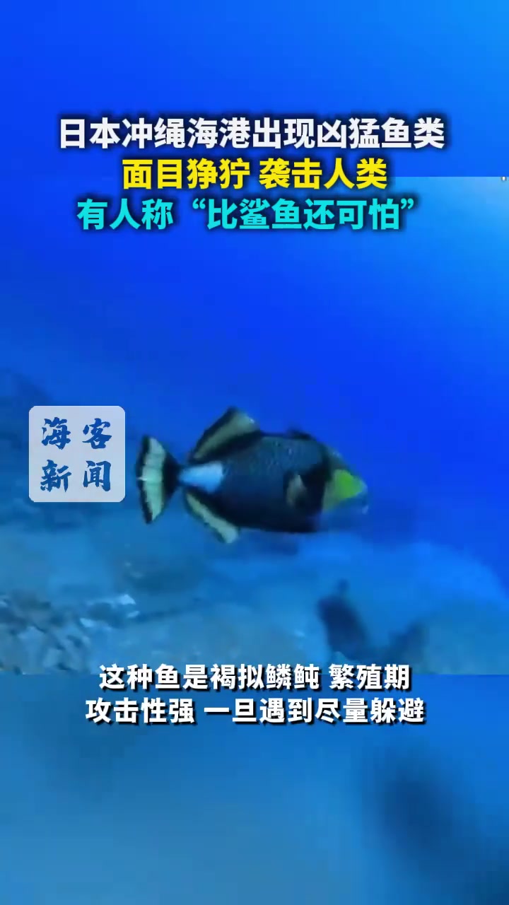 日本冲绳海港出现凶猛鱼类 面目狰狞 袭击人类