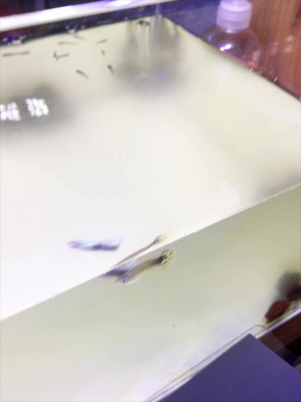 一只杂交出来的绝美红尾斑点孔雀鱼苗