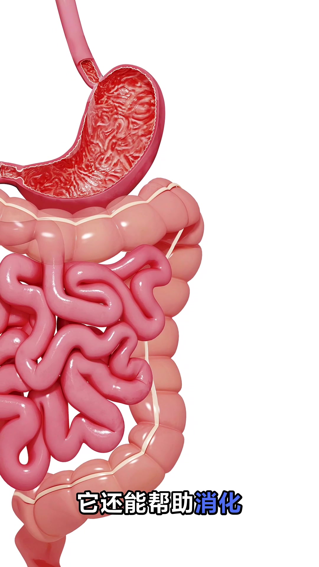 酒酿红糖鸡蛋的神奇功效你知道吗