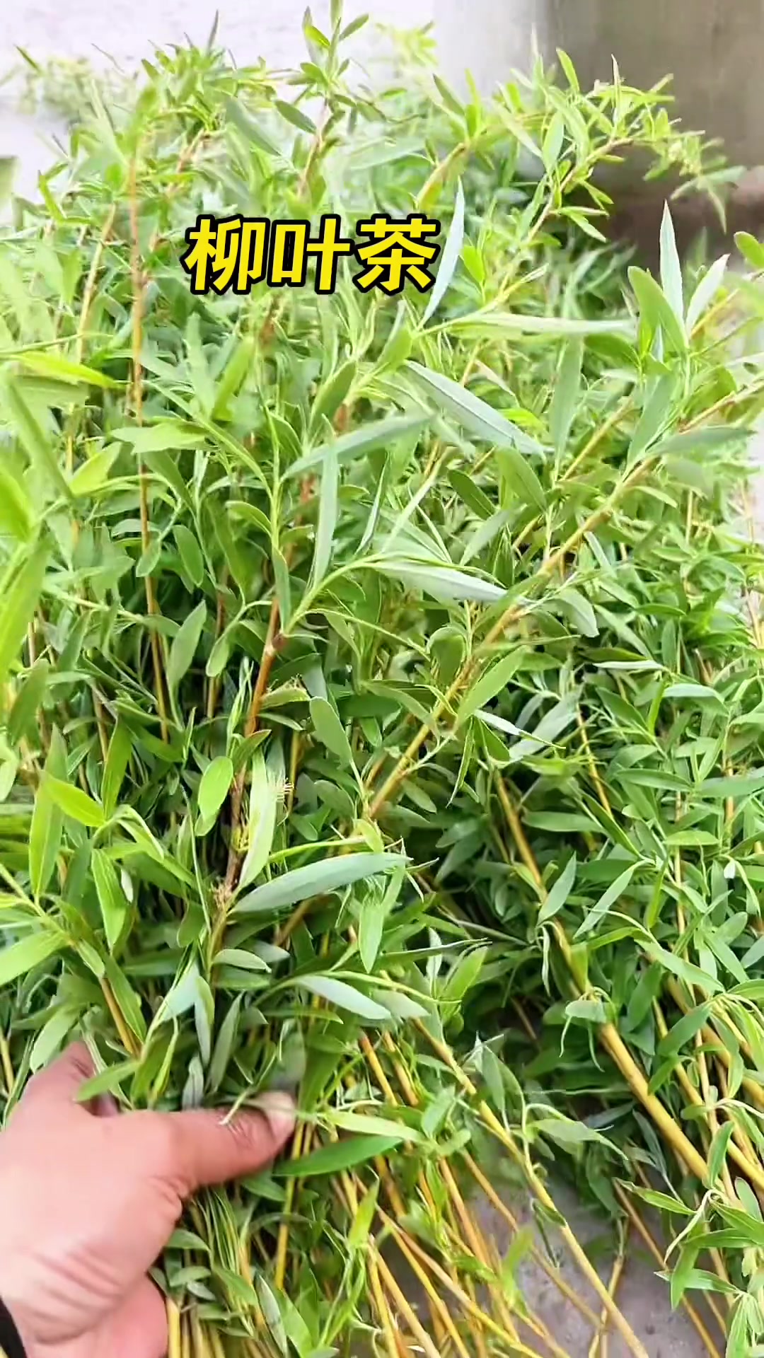 老方法!用柳树叶这样做,每天早上喝好处多