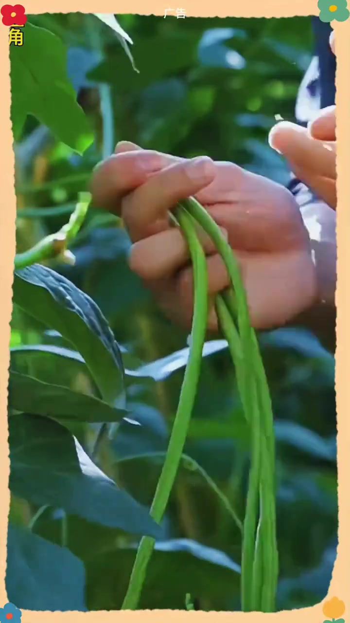 农家干豆角