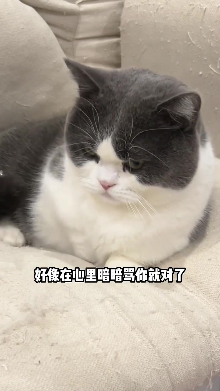 母鸡蹲和农民揣，还有谁，傻傻分不清？