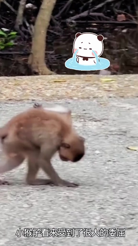 小猴子的尾巴怎么断了?