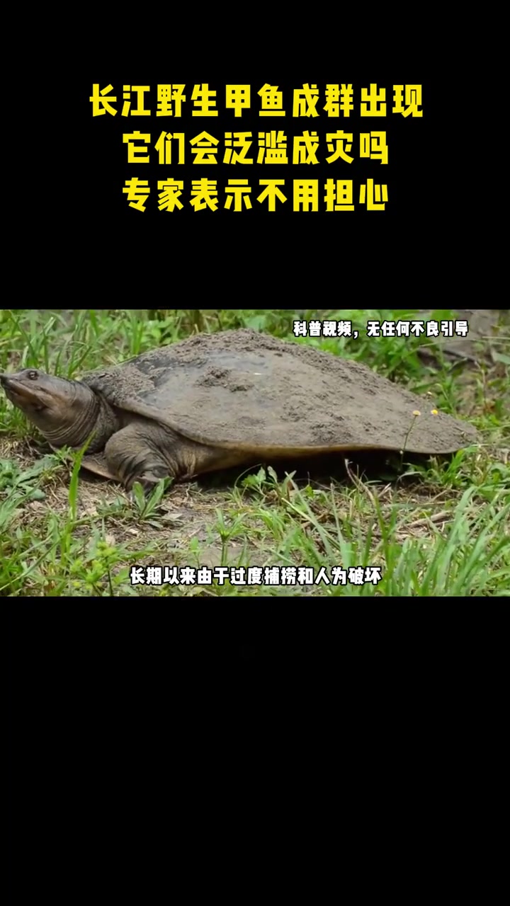 长江野生甲鱼成群出现，它们会泛滥成灾吗？专家表示不用担心