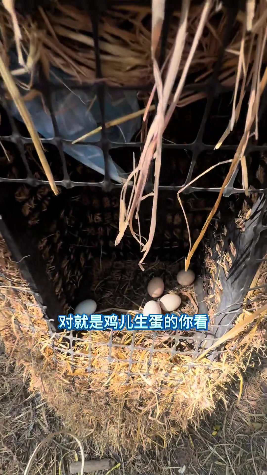 散养跑山鸡，我的乡村生活