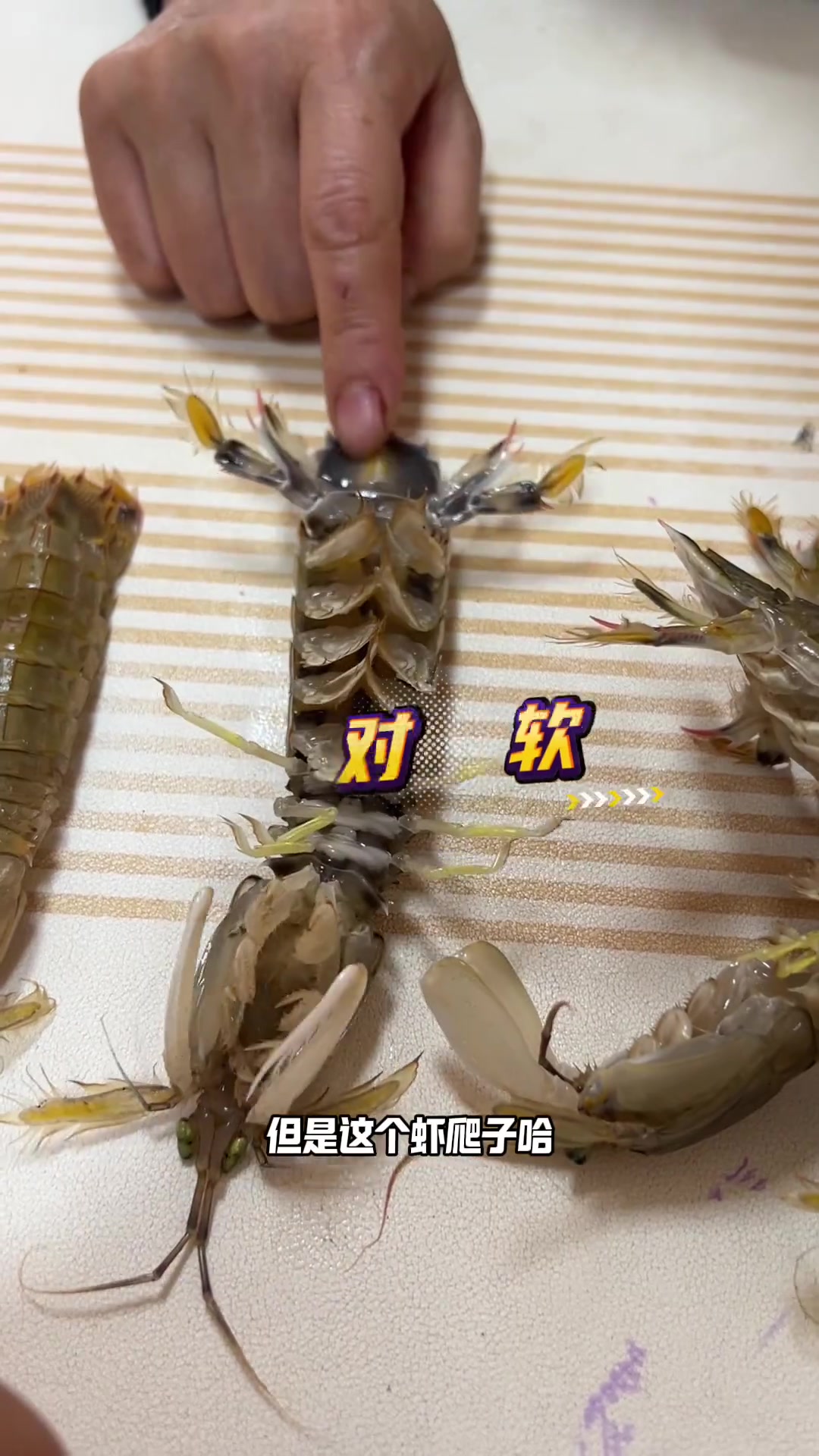 这季节挑母虾爬子要注意,小心发绿的