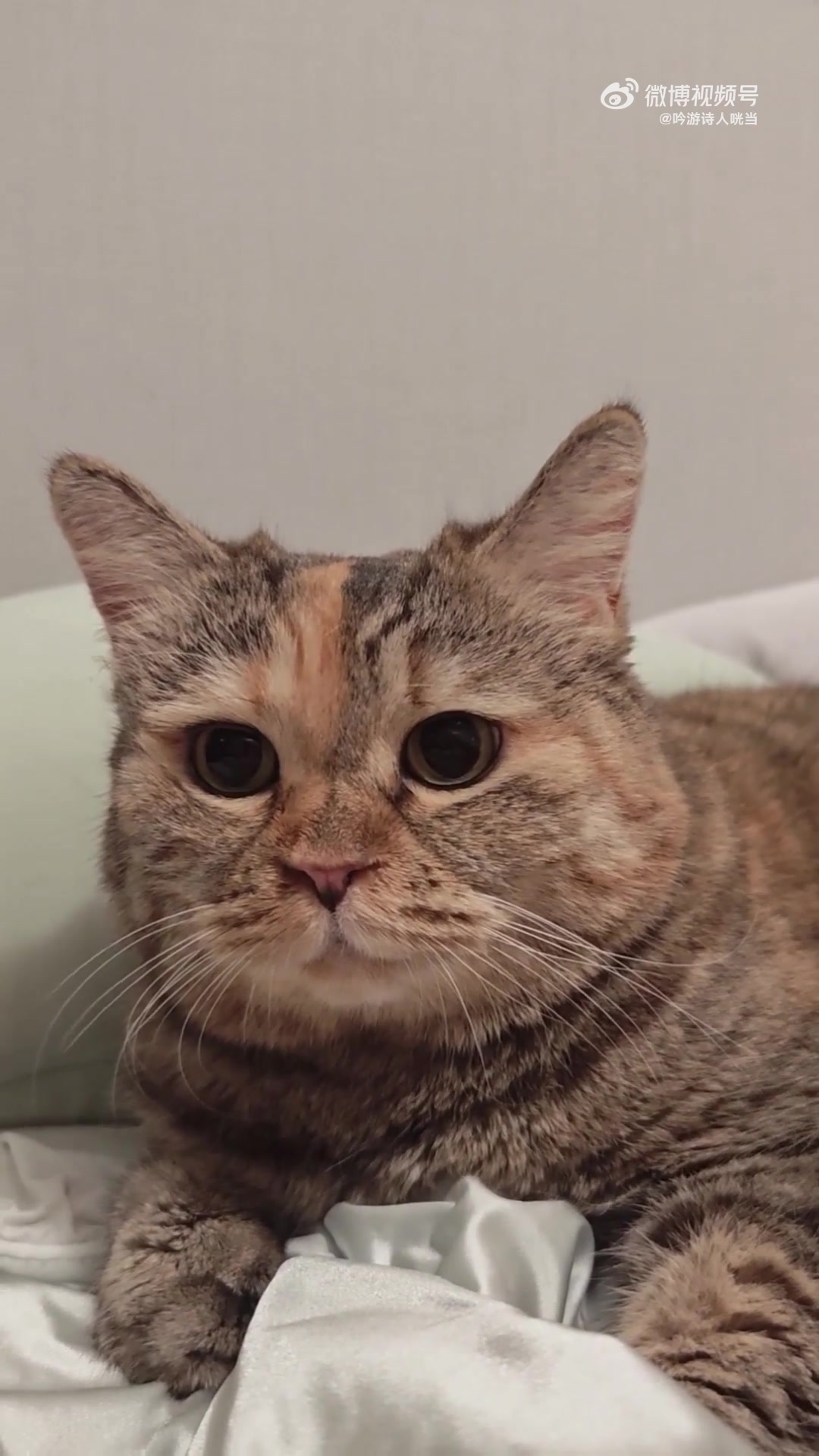 麻麻,咱们明天不吃蛋糕了好不好?微博vlog大赛话痨猫委屈小猫咣当(咣当前天的生日蛋糕今天