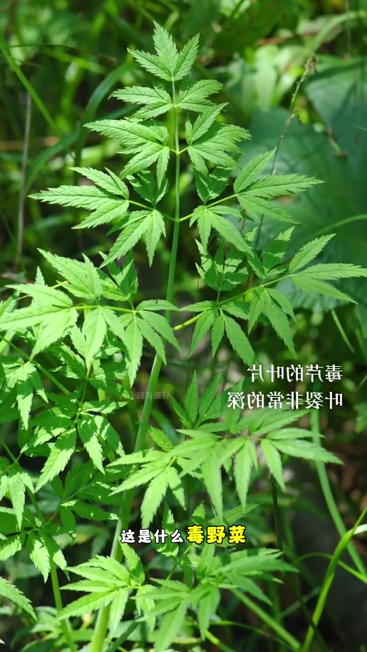 春天有毒的10种毒野菜,吃了躺板板,说说你认识几种