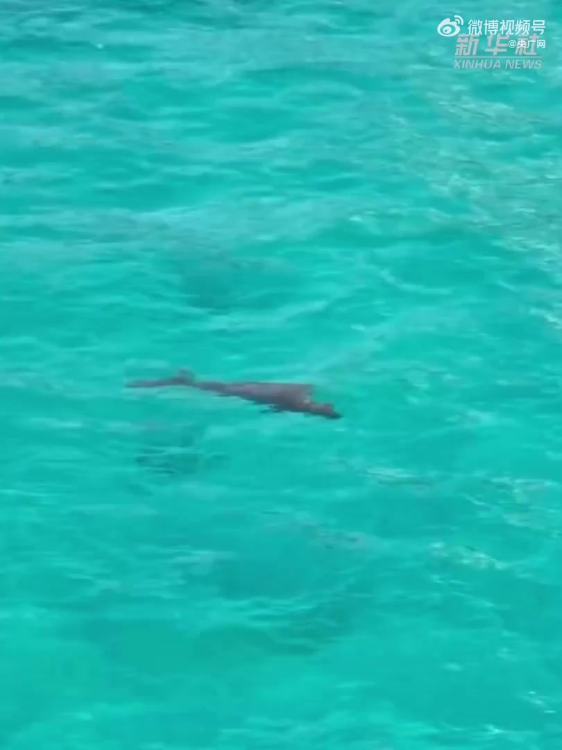 美人鱼现身南沙群岛 南沙群岛发现美人鱼儒艮