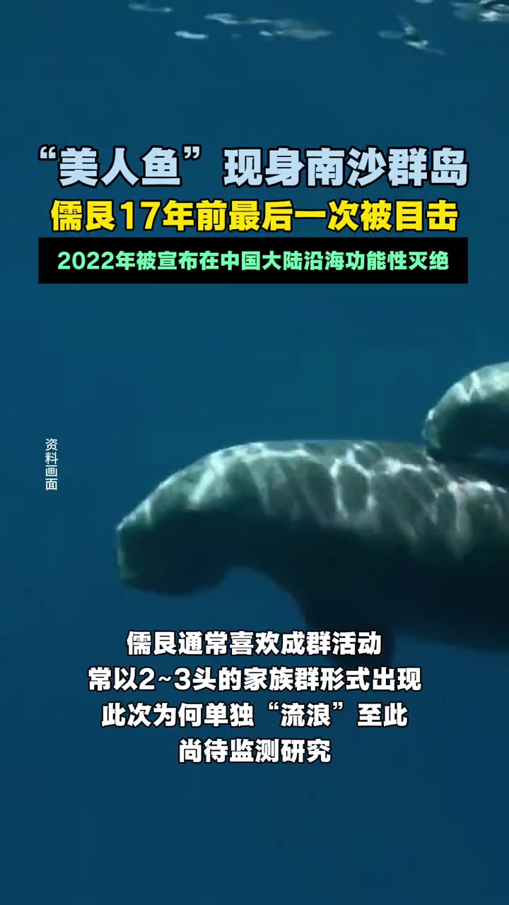 “美人鱼”现身南沙群岛!今年7月以来,驻站科研人员在我国南沙群岛永暑礁近岸海域持续监测到国