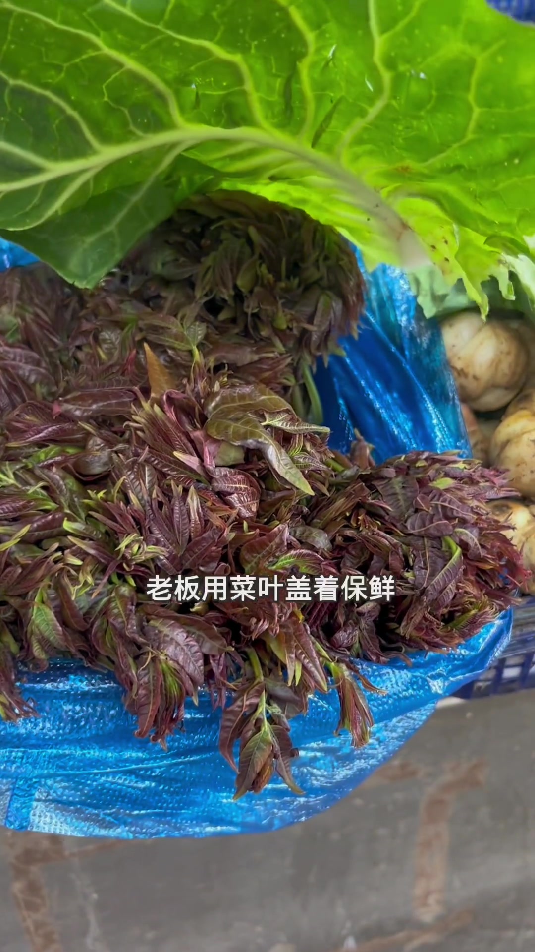 云南野菜哪里多,昆明菜市场