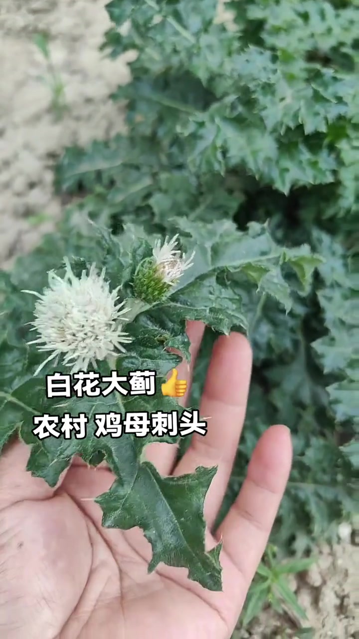白花大蓟植物白花大蓟，民间常叫，它，鸡母刺头，白花大蓟草