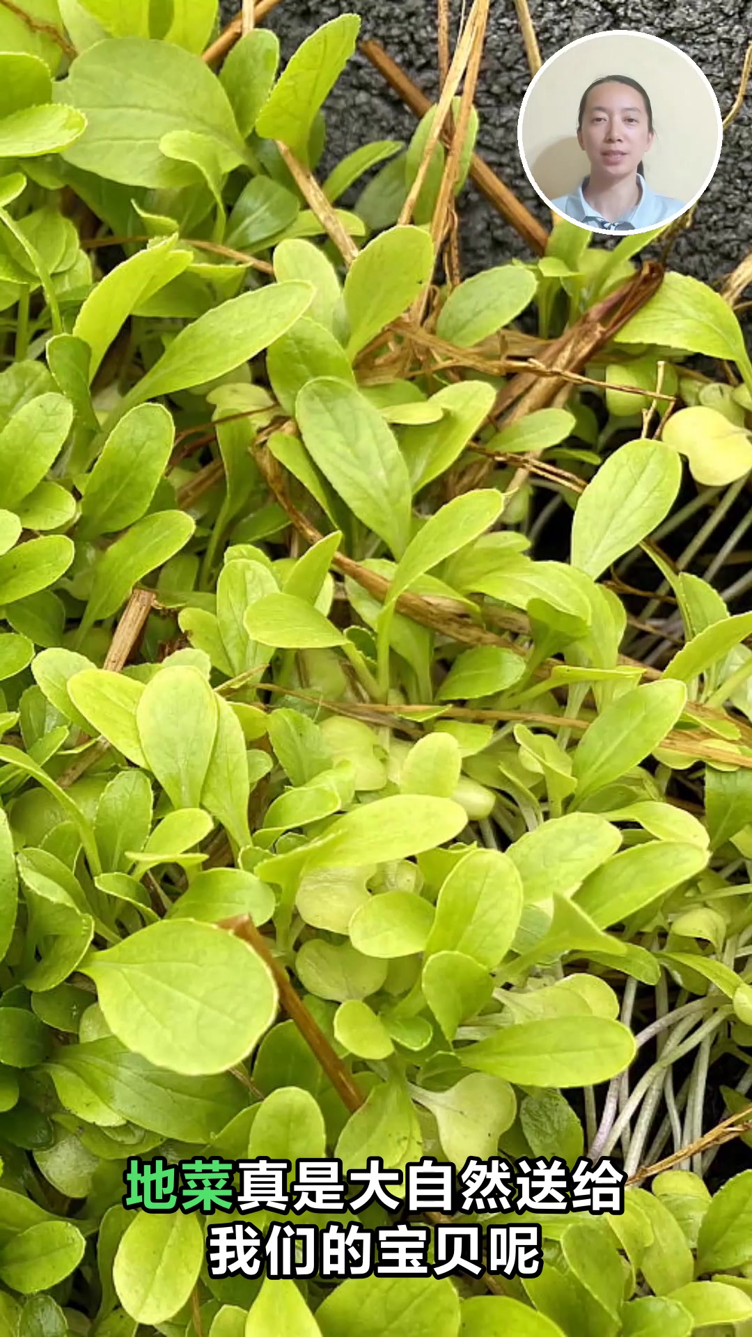 地菜的神奇功效你知道吗