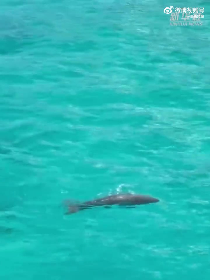 「美人鱼现身南沙群岛」南沙群岛发现美人鱼儒艮南沙群岛永暑礁驻岛环保部门与中国科学院岛礁综合