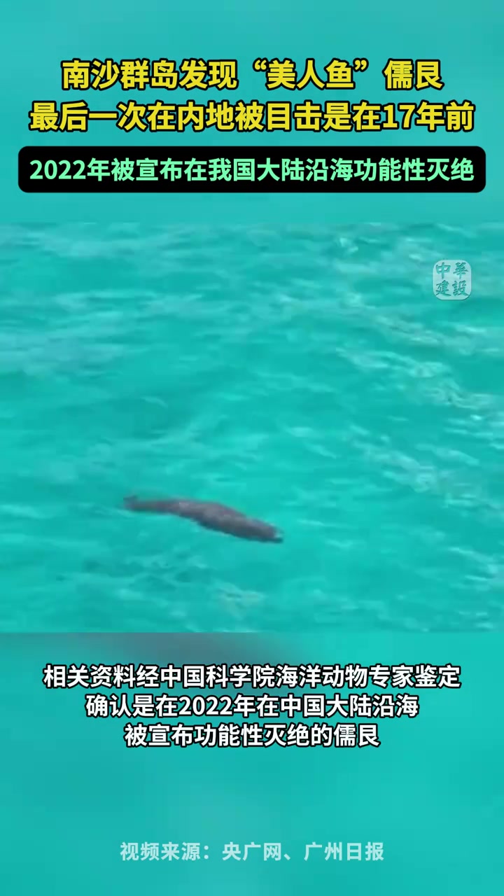 “美人鱼”现身南沙群岛 儒艮是海牛目儒艮科唯一现存海洋物种,因雌兽怀抱幼崽哺乳的姿态被民间