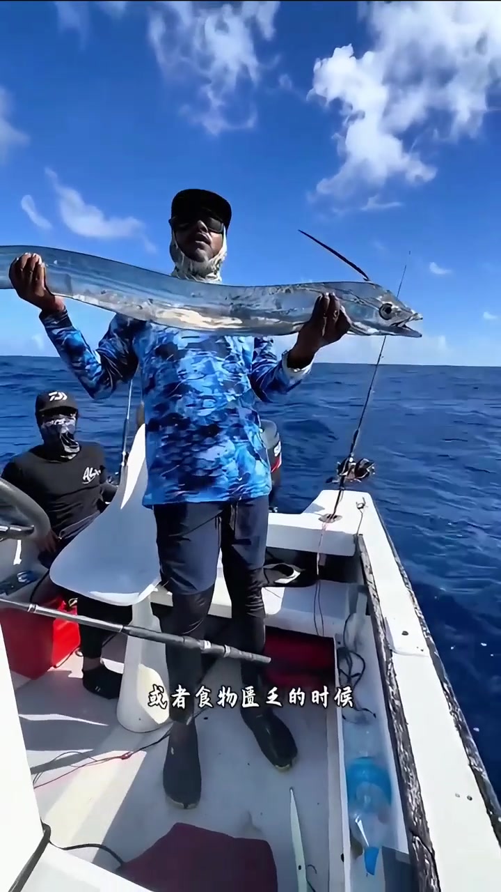让日本人害怕的鱼皇带鱼！