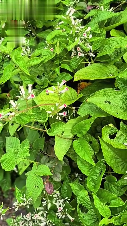 “鸡屎藤”名字虽臭，可不要小瞧它！