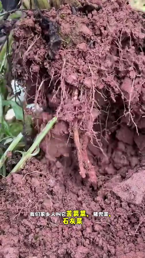 泥胡菜也叫石灰菜、苦荬菜、猪兜菜,是春天最早的野菜之一,你的