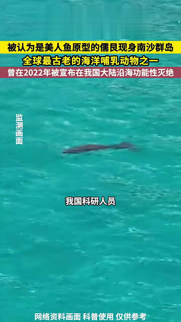 被认为是美人鱼原型的儒艮现身南沙群岛，全球最古老的海洋哺乳动物之一，曾在2022年被宣布在